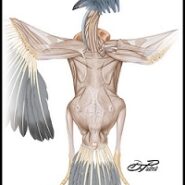 A Job in Science Illustrating?